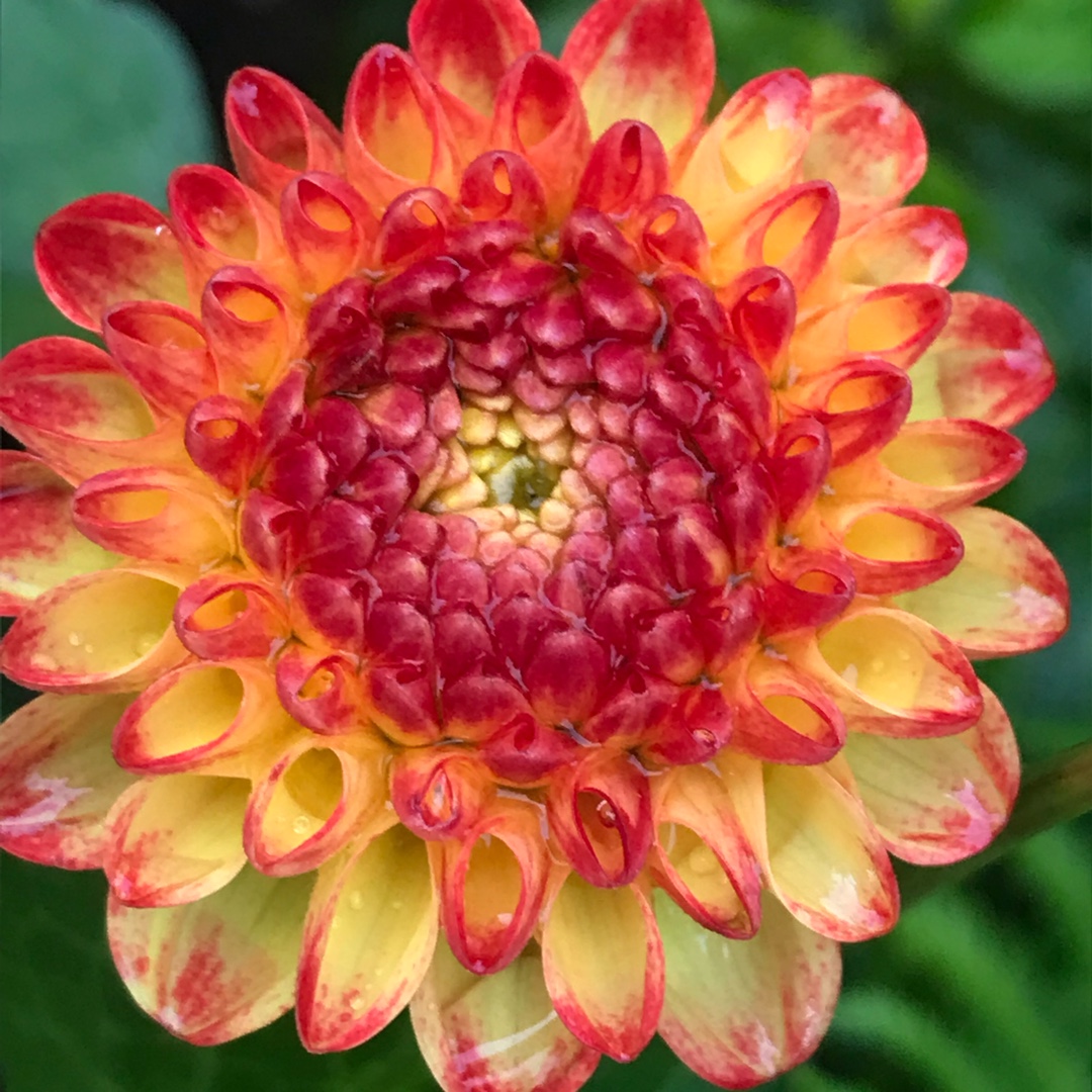 Dahlia Kasasagi (Pompon) in the GardenTags plant encyclopedia