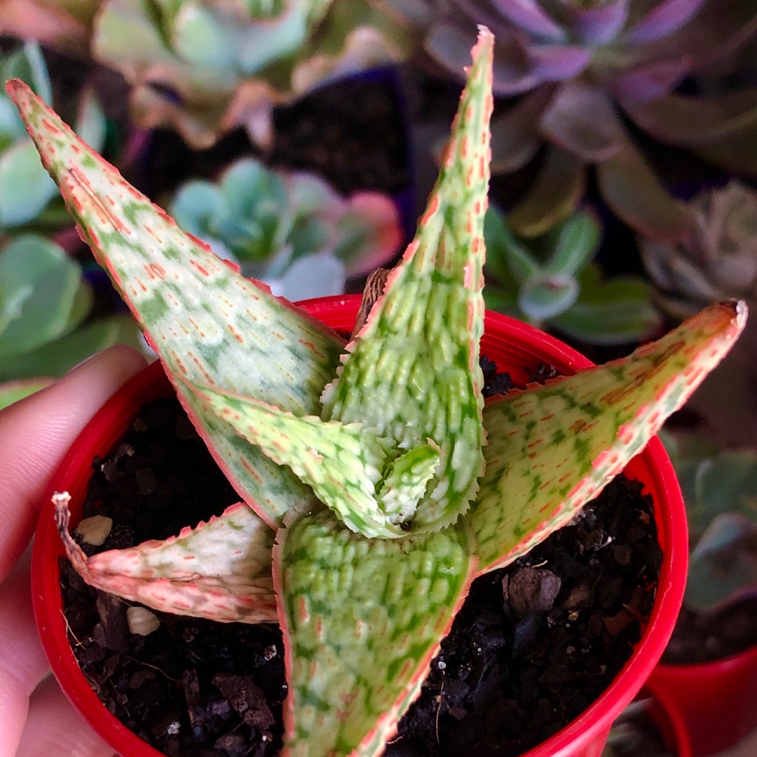 Aloe Saturn in the GardenTags plant encyclopedia