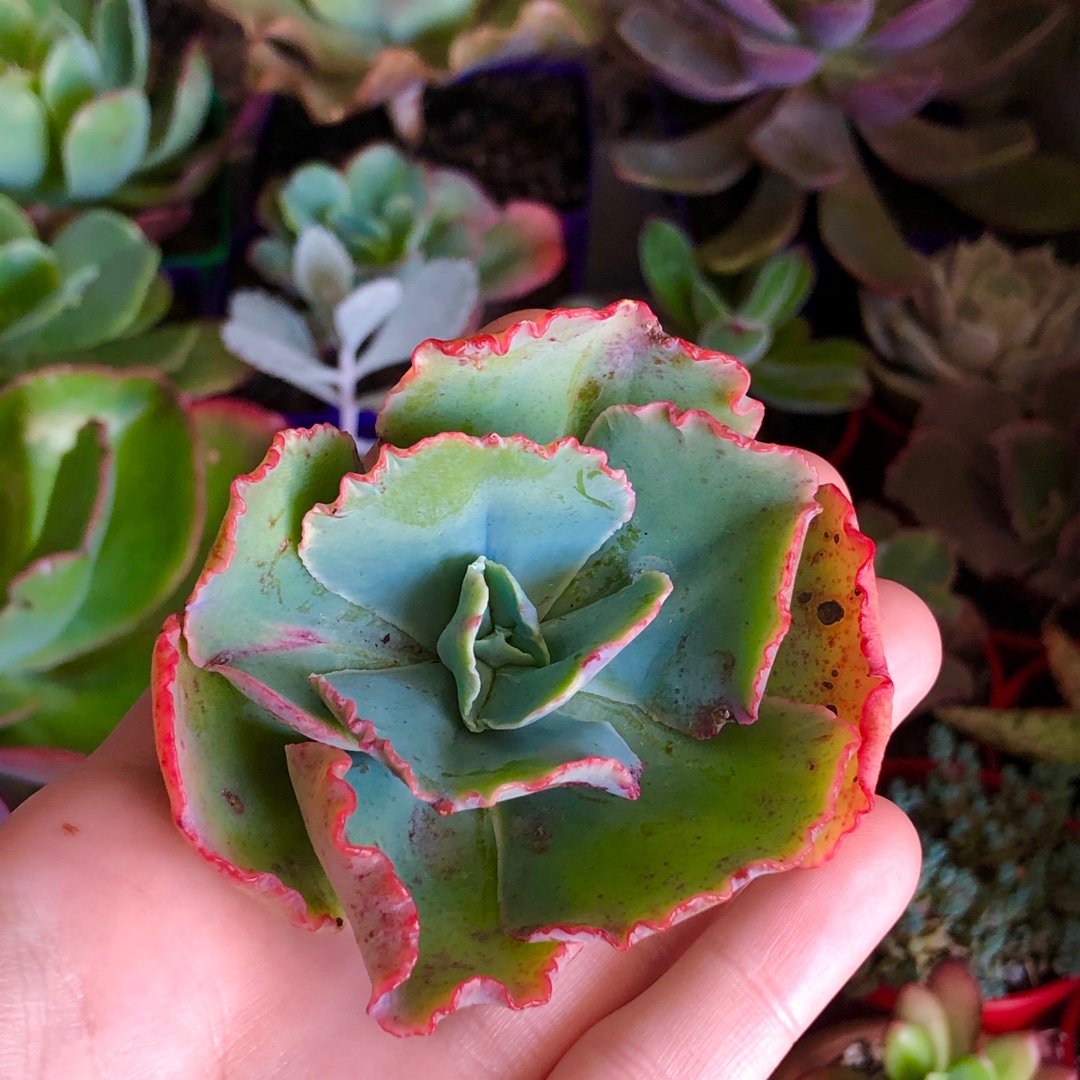 Echeveria Crinoline in the GardenTags plant encyclopedia