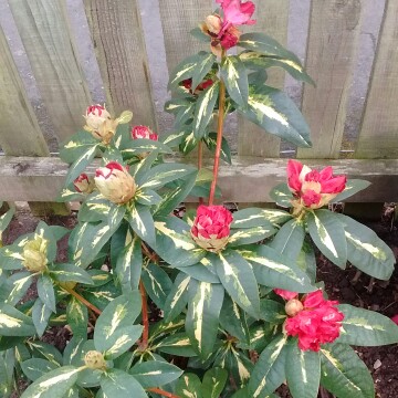 Rhododendron President Roosevelt in the GardenTags plant encyclopedia