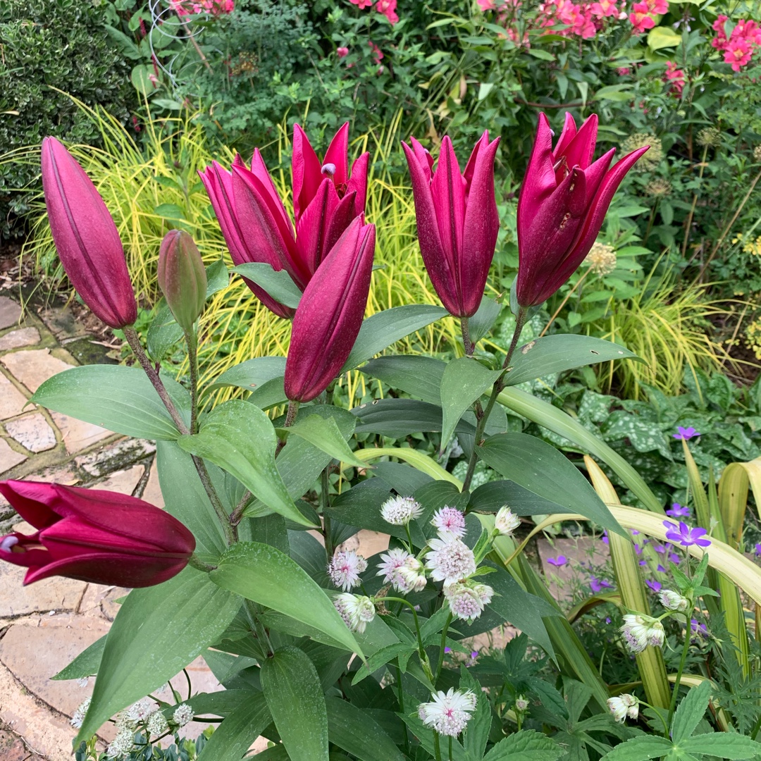 Lily Carbonero (Other) in the GardenTags plant encyclopedia