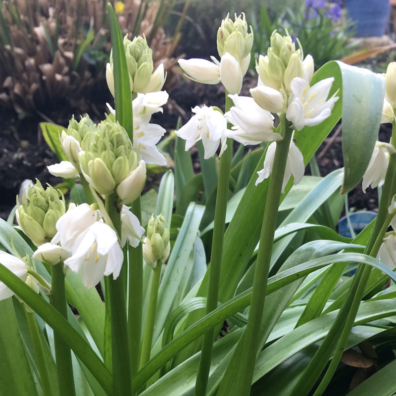 Spanish Bluebells Alba in the GardenTags plant encyclopedia