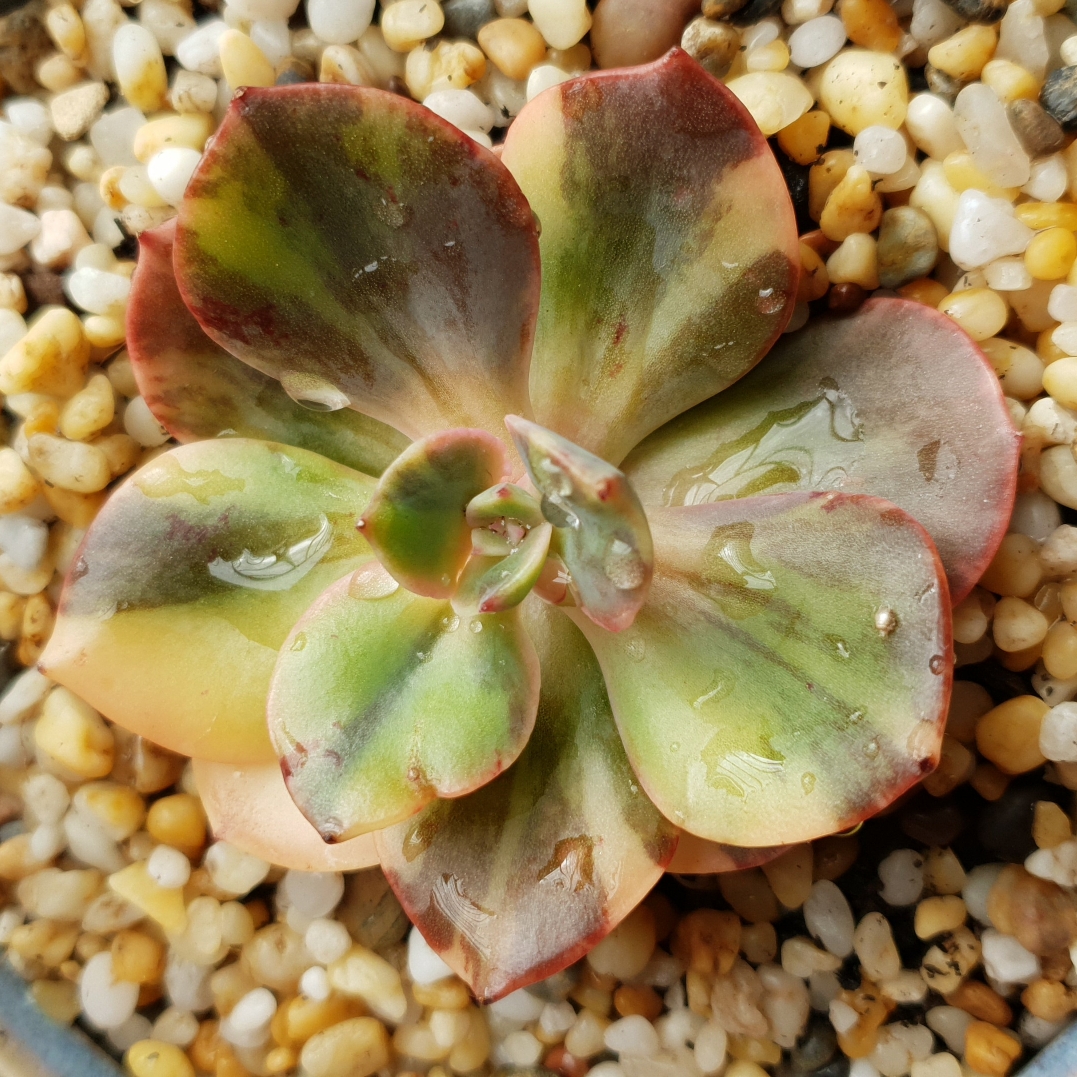 Echeveria Blue Metal Variegated Form in the GardenTags plant encyclopedia