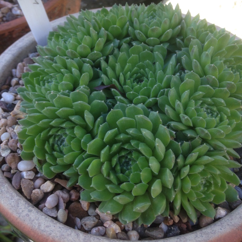 Sempervivum Lively Bug in the GardenTags plant encyclopedia