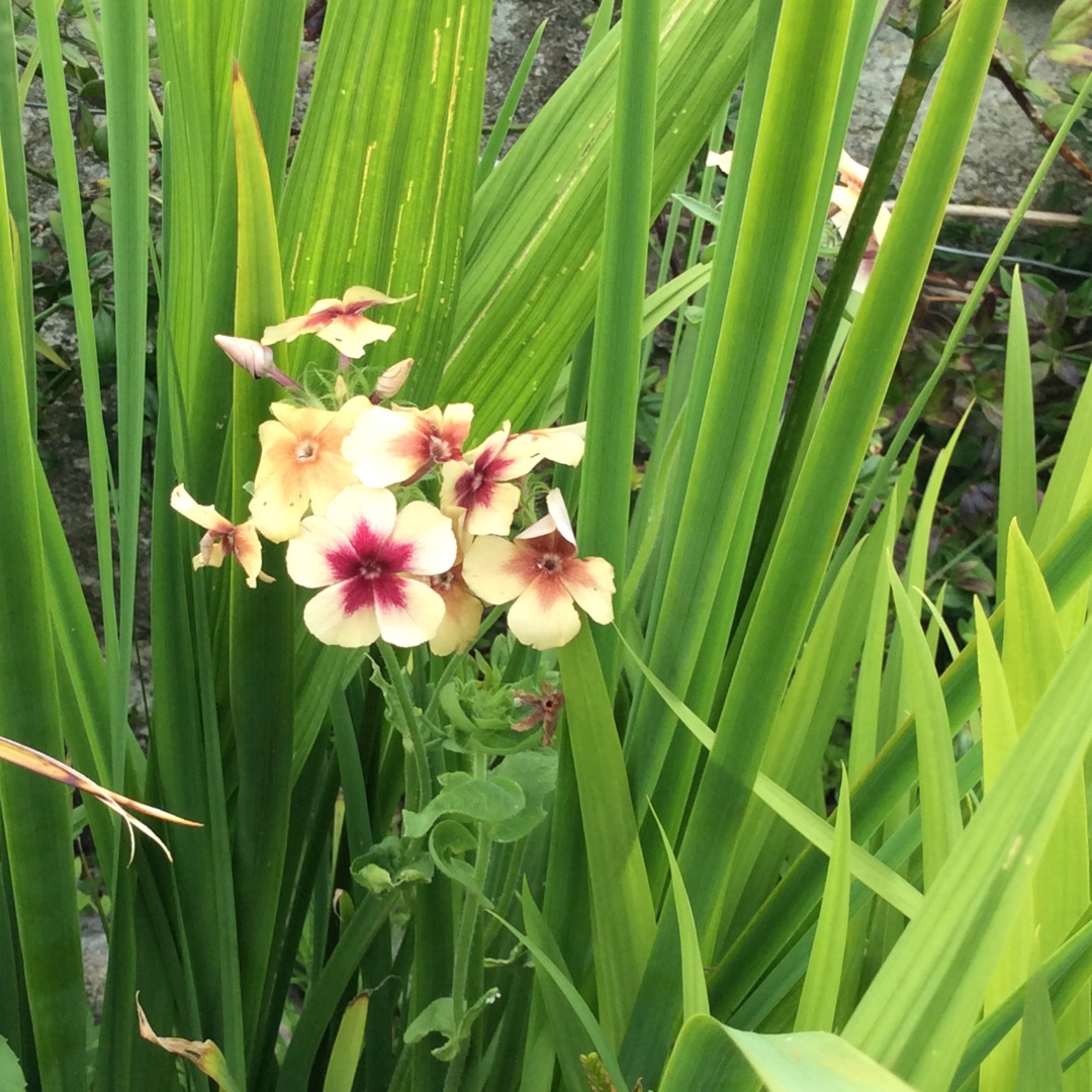 Drummonds Phlox Cherry Caramel in the GardenTags plant encyclopedia