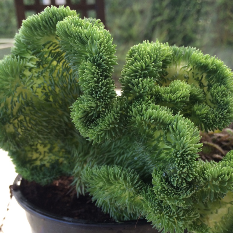 Stonecrop Cristatum in the GardenTags plant encyclopedia