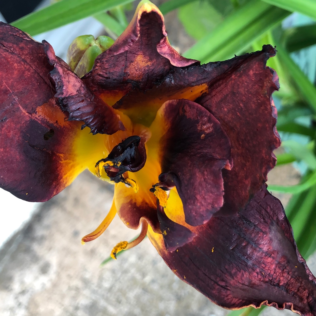 Daylily Longfields Bogeyman in the GardenTags plant encyclopedia