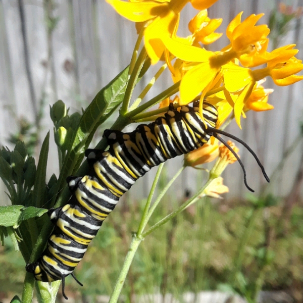 Tropical Milkweed Silky Gold in the GardenTags plant encyclopedia