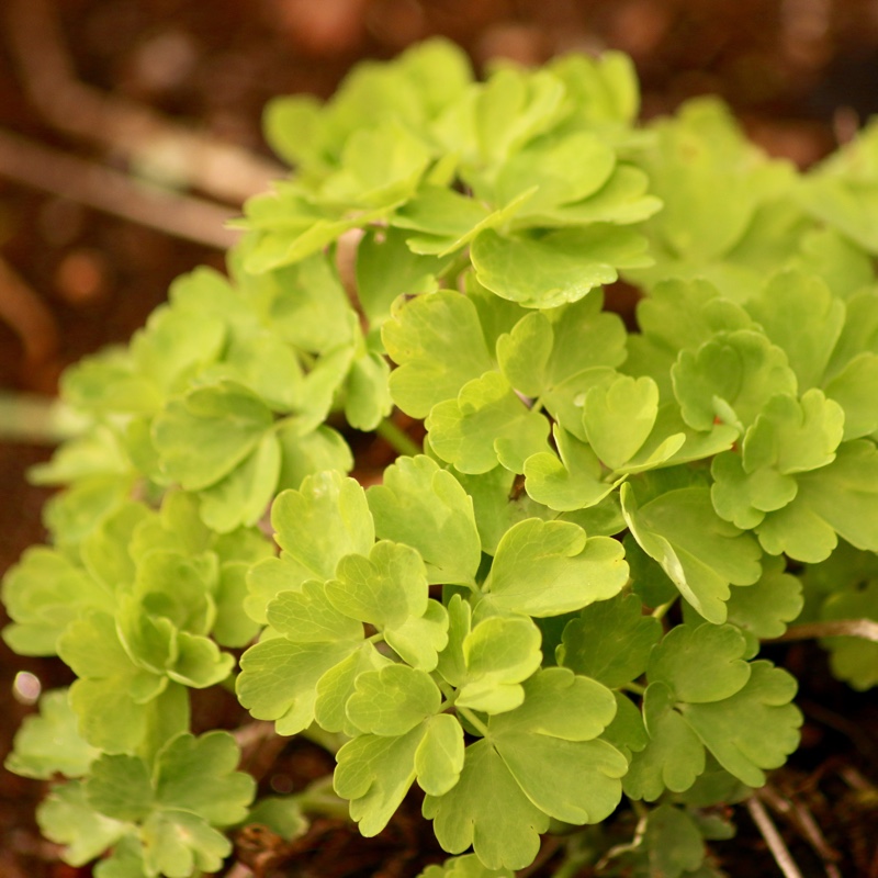 Aquilegia White Barlow in the GardenTags plant encyclopedia