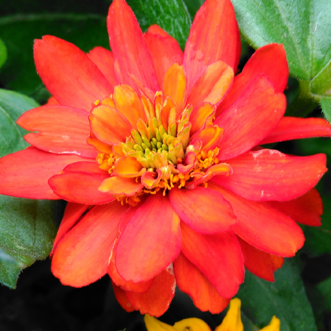 Zinnia Double Zahara Fire in the GardenTags plant encyclopedia