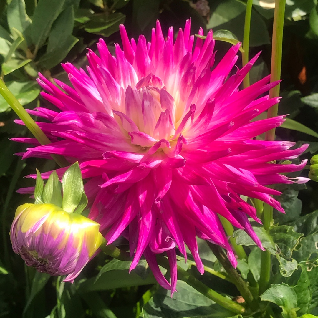 Dahlia Veritable (Semi-cactus) in the GardenTags plant encyclopedia