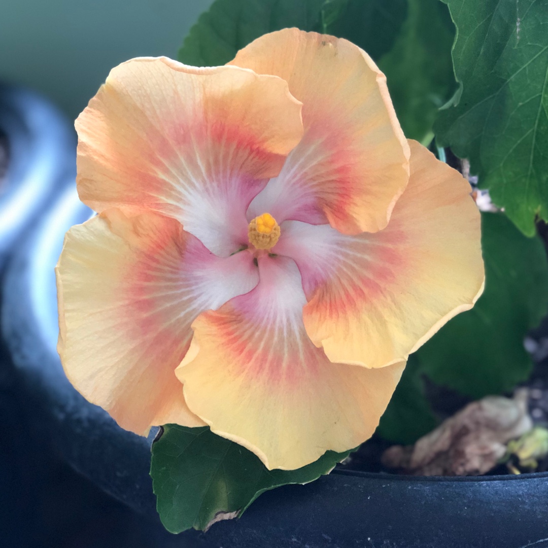 Tropical Hibiscus Flashy Cajun in the GardenTags plant encyclopedia