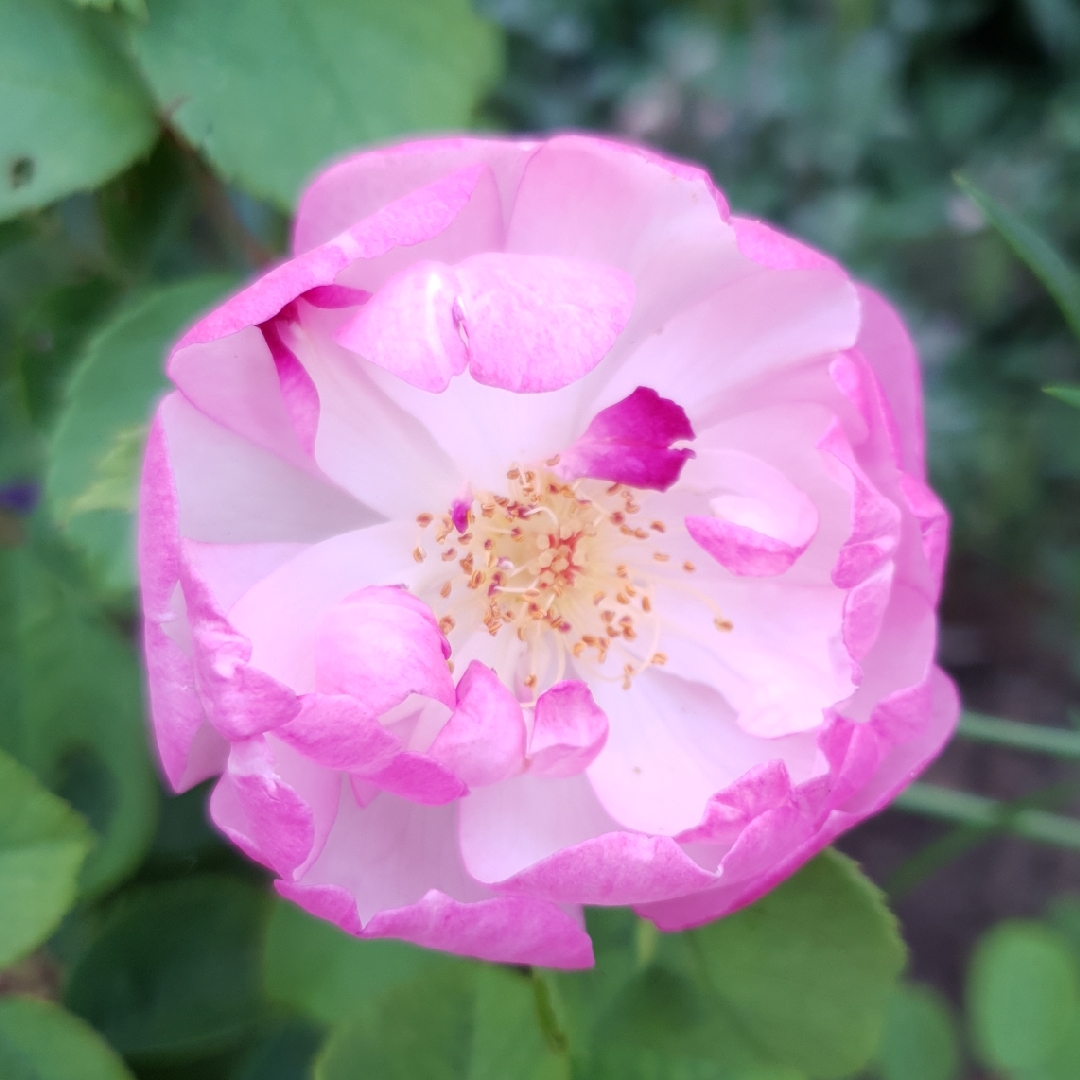 Rose Scarborough Fair (Shrub) in the GardenTags plant encyclopedia