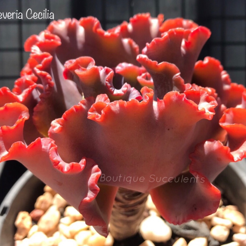 Echeveria Cecilia in the GardenTags plant encyclopedia