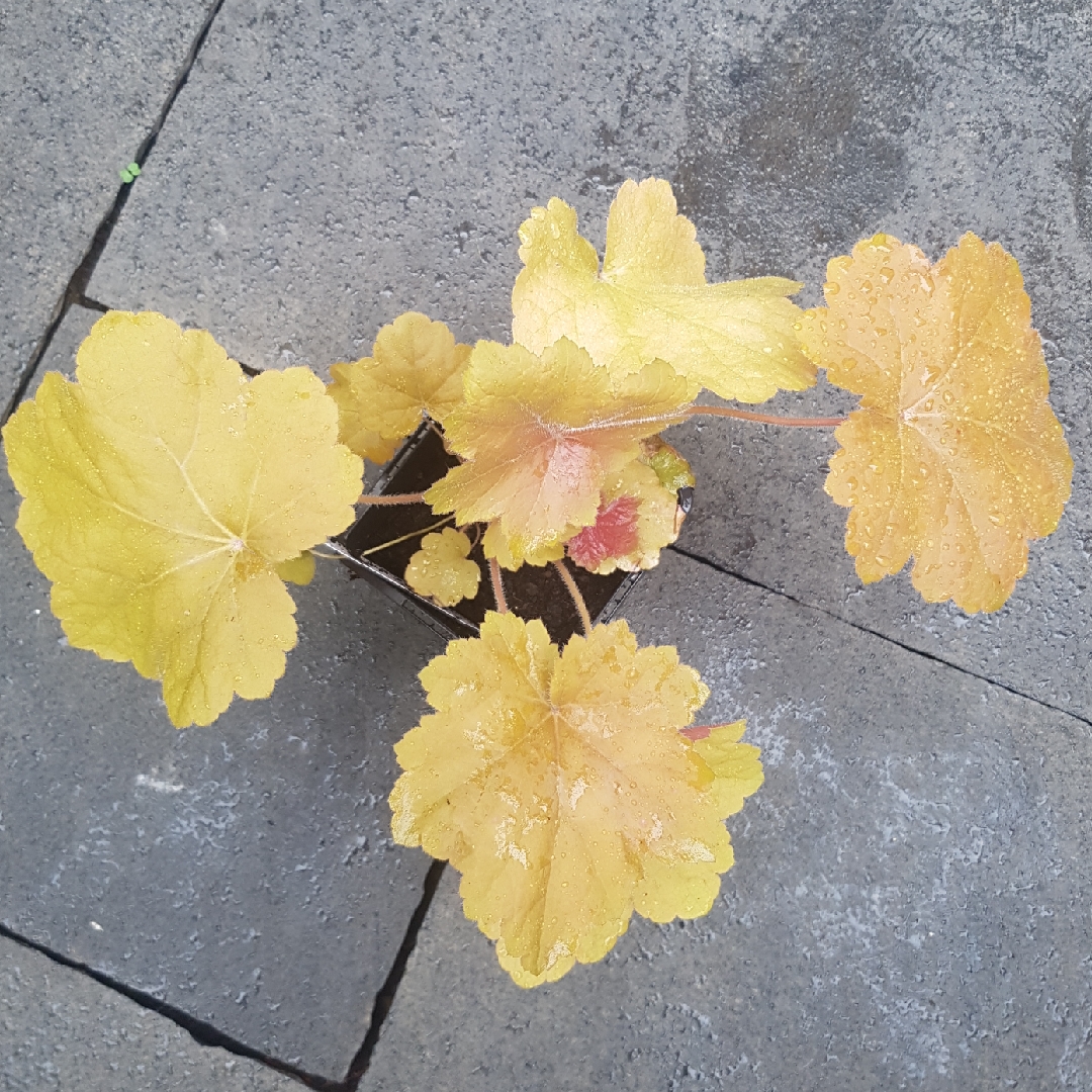 Alumroot Orange Dream in the GardenTags plant encyclopedia