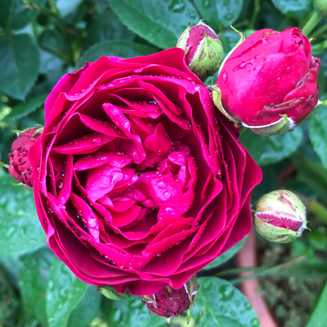 Rose Ascot (Hybrid Tea) in the GardenTags plant encyclopedia