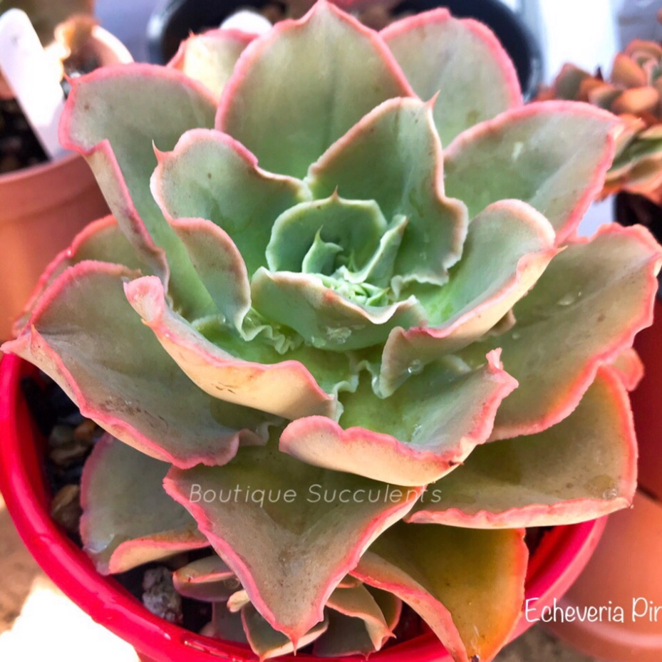 Echeveria Pinkle in the GardenTags plant encyclopedia