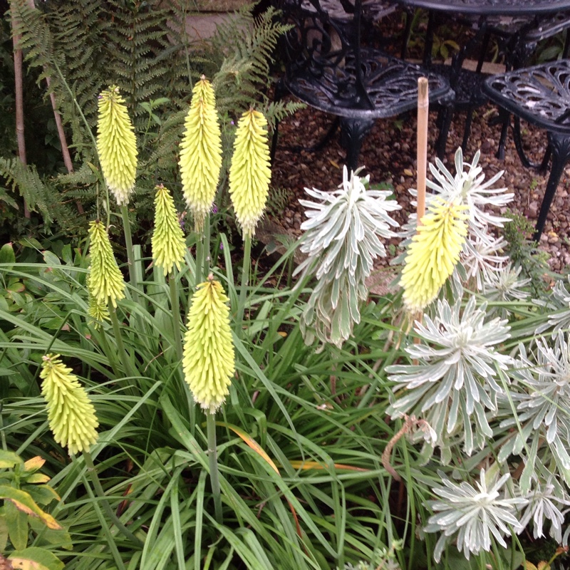 Red Hot Poker Percys Pride in the GardenTags plant encyclopedia