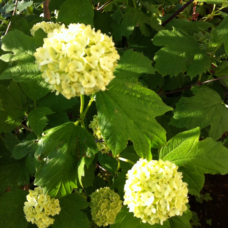 Chinese Snowball in the GardenTags plant encyclopedia