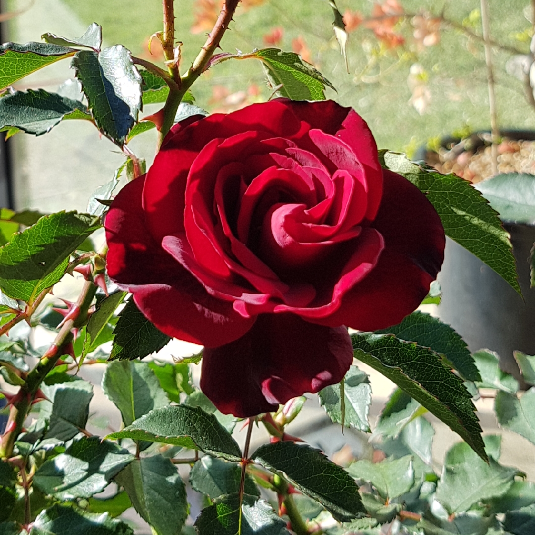 Rose Ruby Celebration (Floribunda) in the GardenTags plant encyclopedia