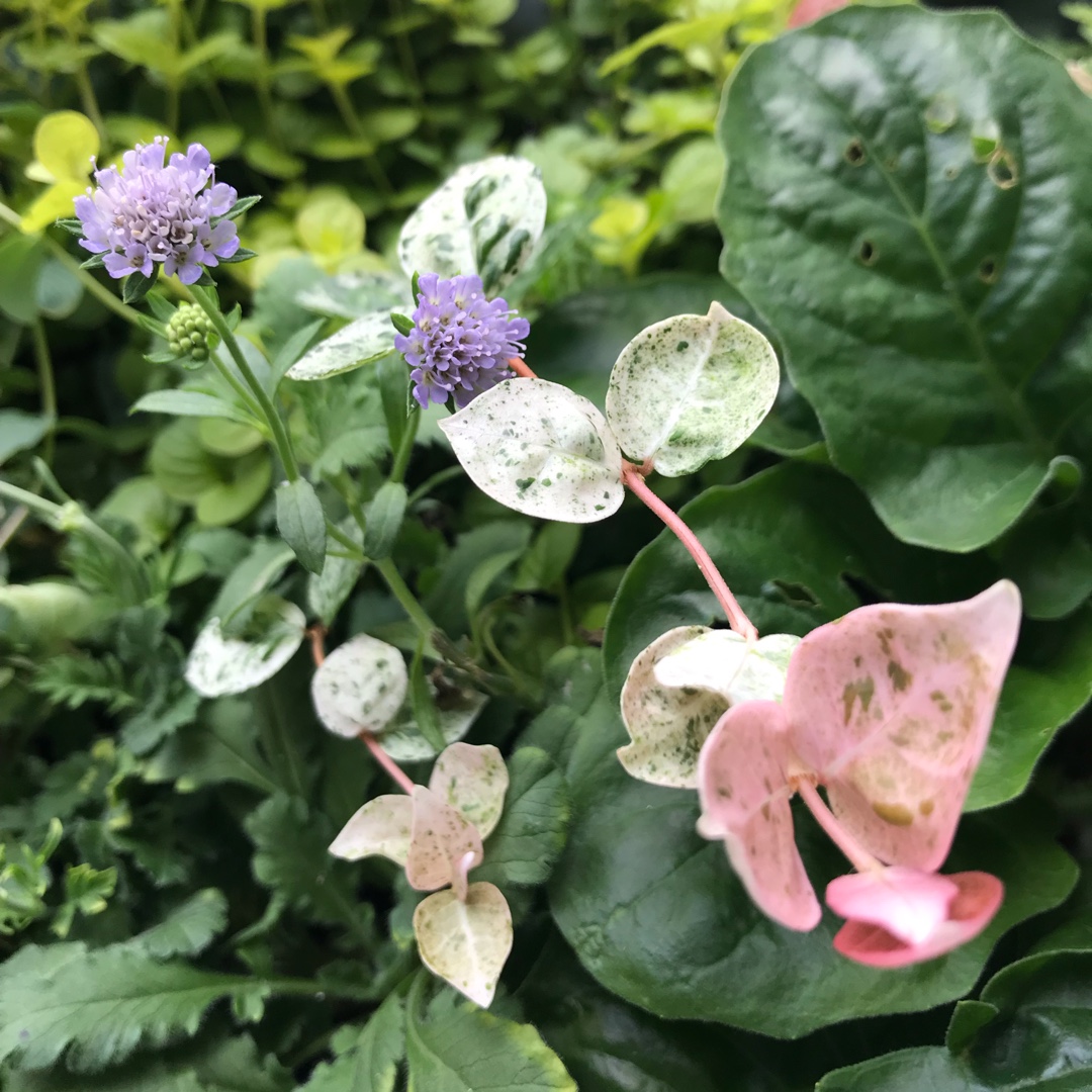 Asiatic Jasmine Hatsuyuki in the GardenTags plant encyclopedia