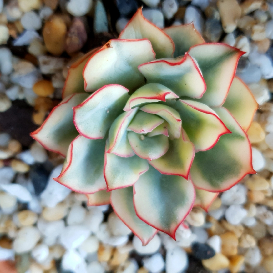 Echeveria Esther Veriegated Form in the GardenTags plant encyclopedia