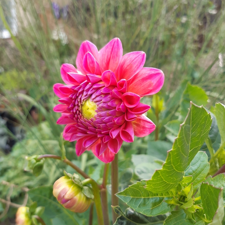 Dahlia Dikara Superb (Decorative) in the GardenTags plant encyclopedia