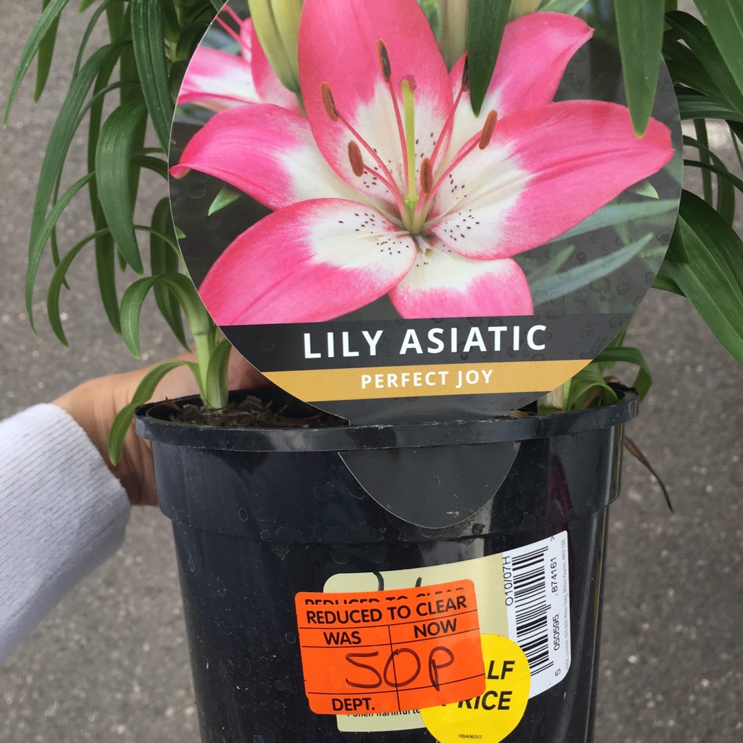 Lily Perfect Joy (Asiatic) in the GardenTags plant encyclopedia