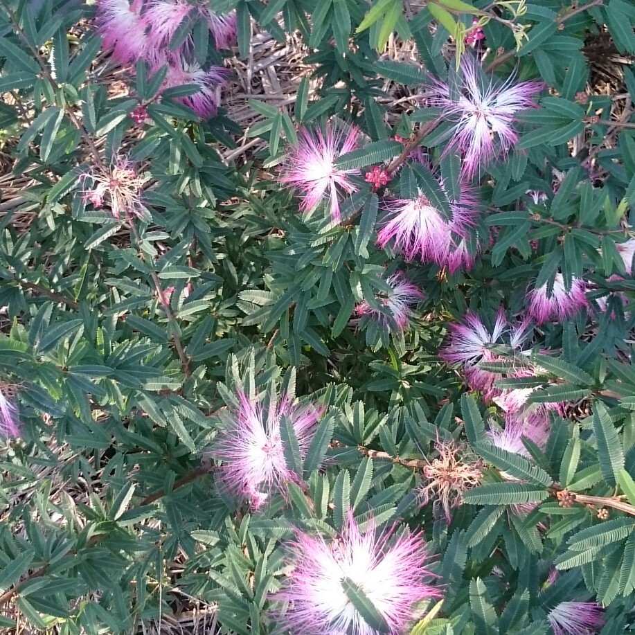 Pink Powder Puff in the GardenTags plant encyclopedia