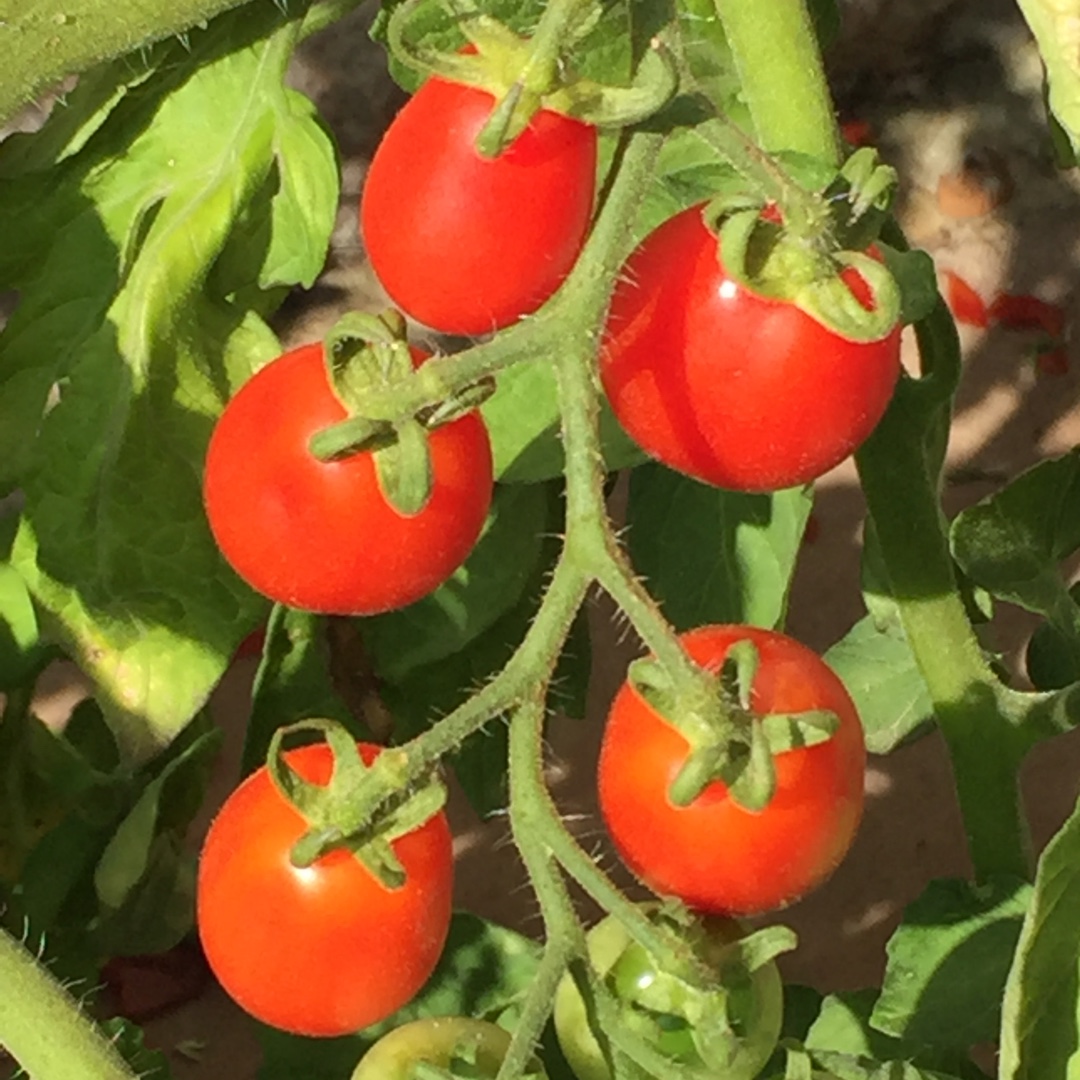 Tomato Lucinda in the GardenTags plant encyclopedia