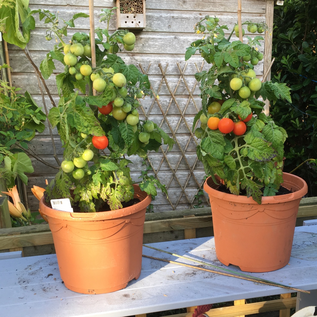 Tomato Veranda in the GardenTags plant encyclopedia