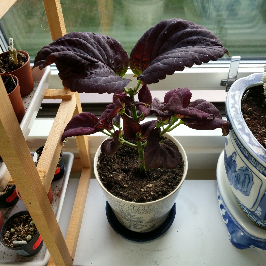 Coleus Black Prince in the GardenTags plant encyclopedia