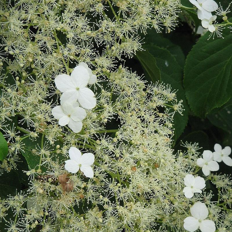 Climbing Hydrangea in the GardenTags plant encyclopedia