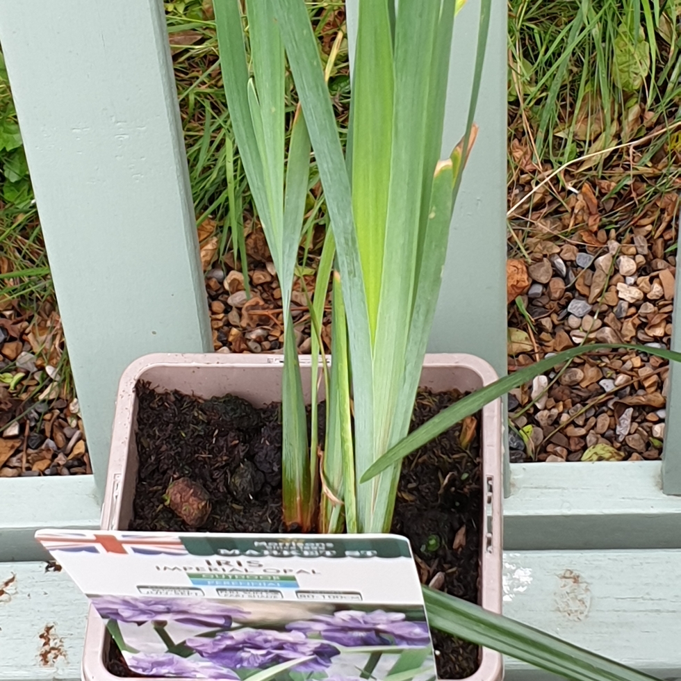 Siberian Iris Imperial Opal in the GardenTags plant encyclopedia