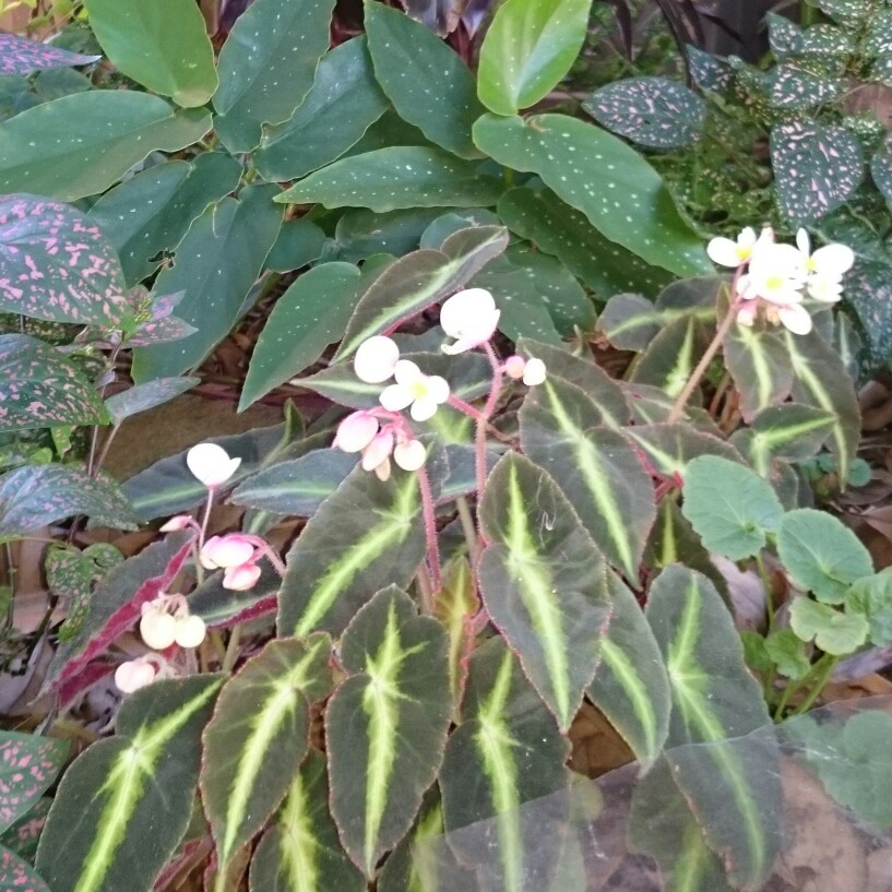 Striped Begonia in the GardenTags plant encyclopedia