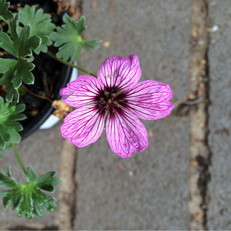 Geranium cinereum Ballerina in the GardenTags plant encyclopedia