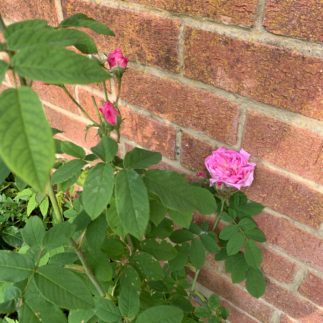 Rose Ispahan (Damask) in the GardenTags plant encyclopedia