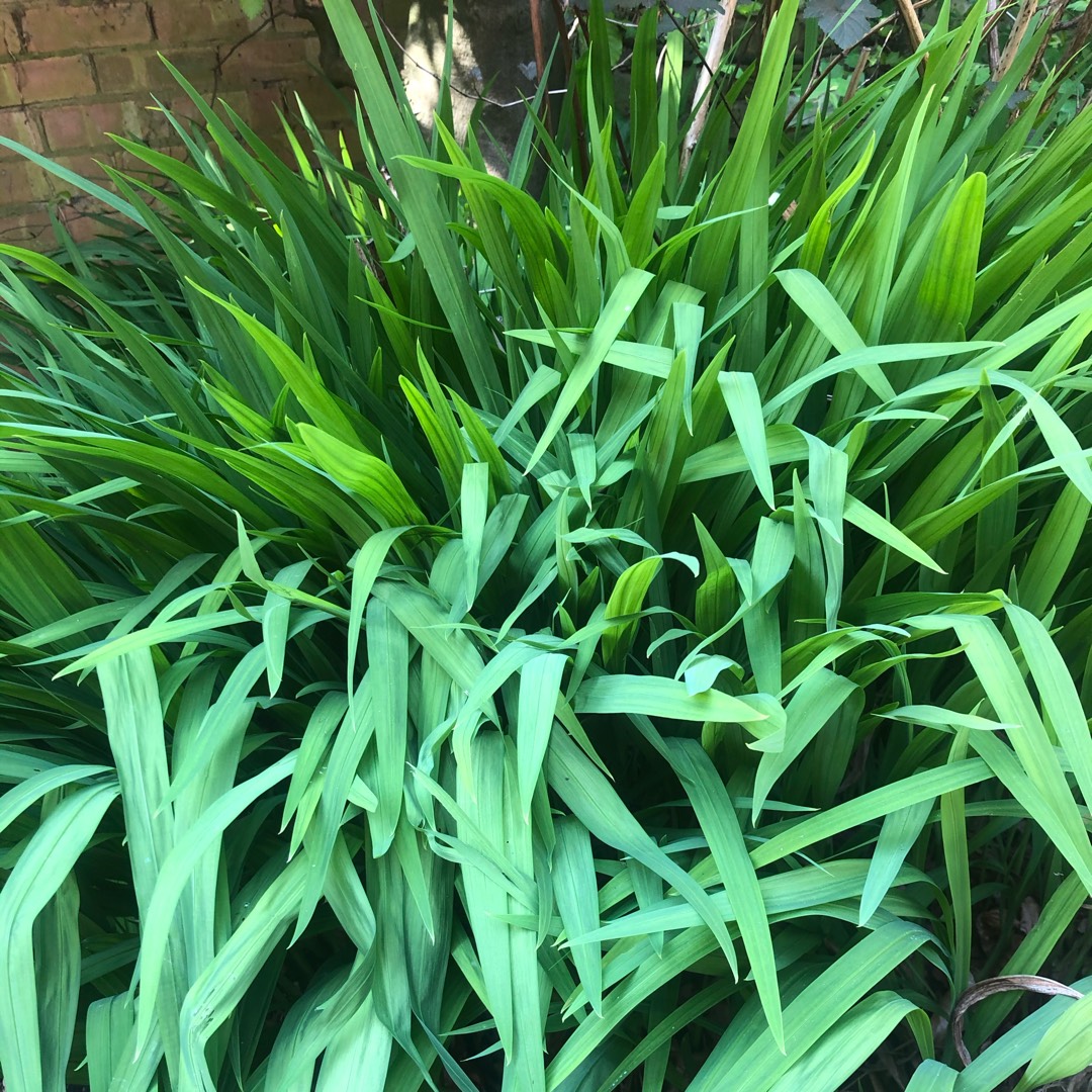 Montbretia Firestarter in the GardenTags plant encyclopedia