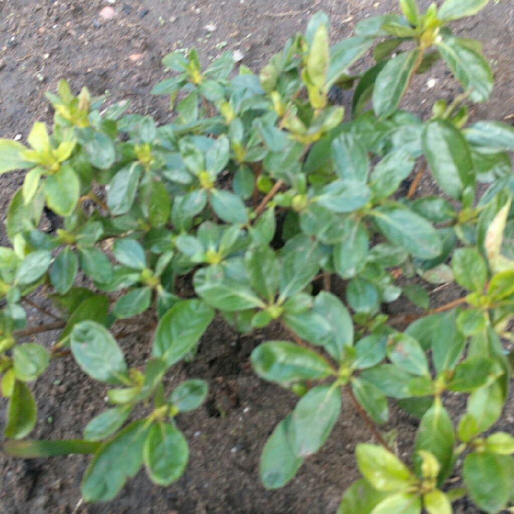 Azalea Mount Everest in the GardenTags plant encyclopedia