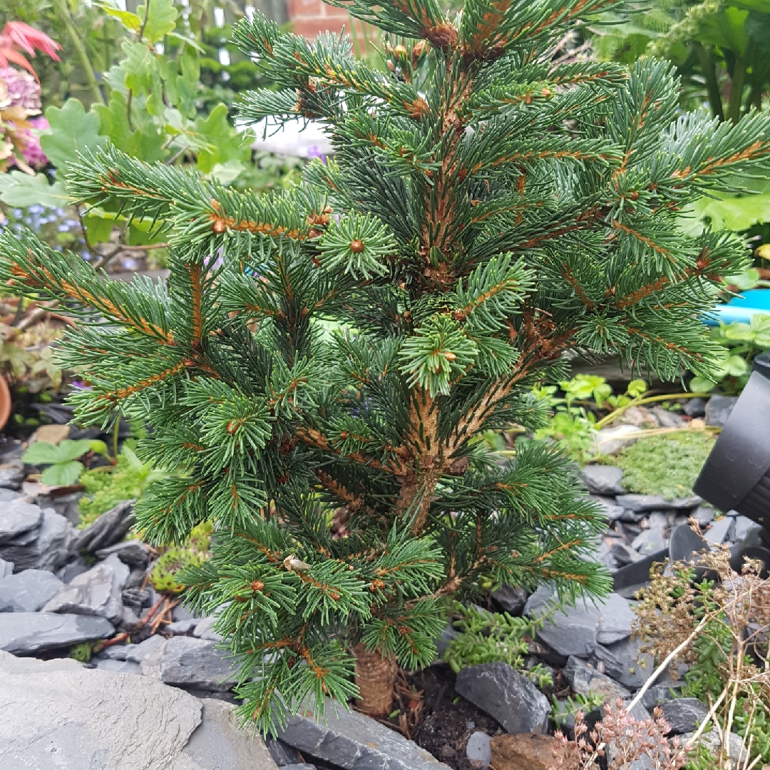 Blue Spruce Lucky Strike in the GardenTags plant encyclopedia