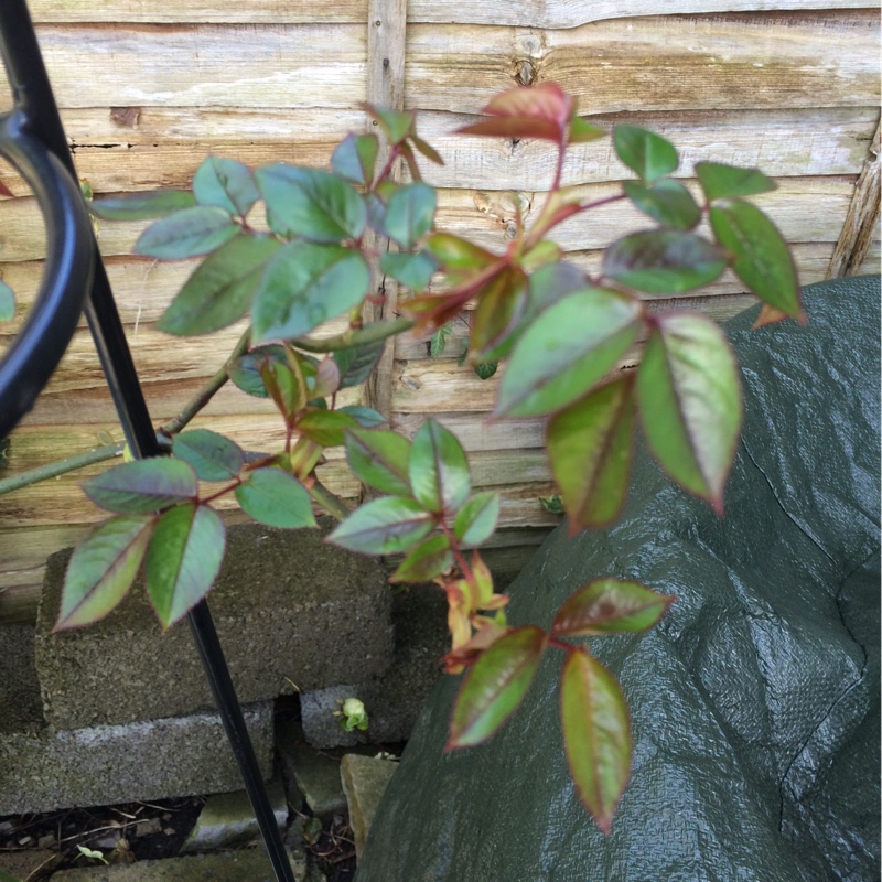 Rose Bridge of Sighs (Climbing) in the GardenTags plant encyclopedia