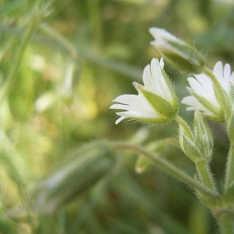 Mouse Ear Chickweed in the GardenTags plant encyclopedia