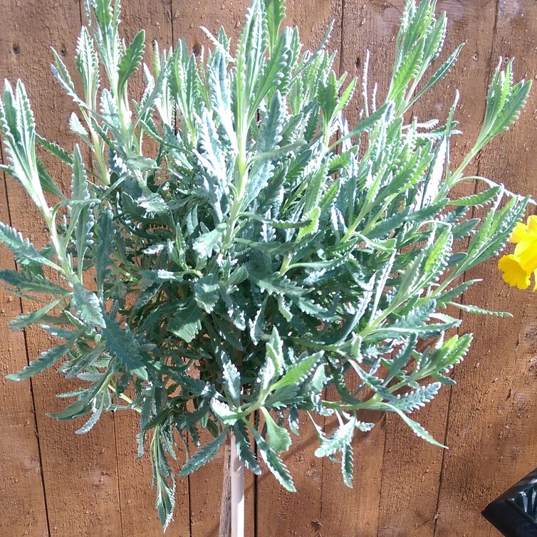 French Lavender in the GardenTags plant encyclopedia