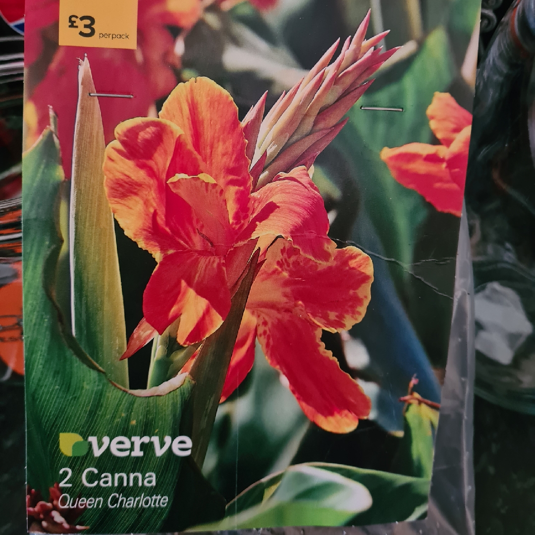 Canna Queen Charlotte in the GardenTags plant encyclopedia