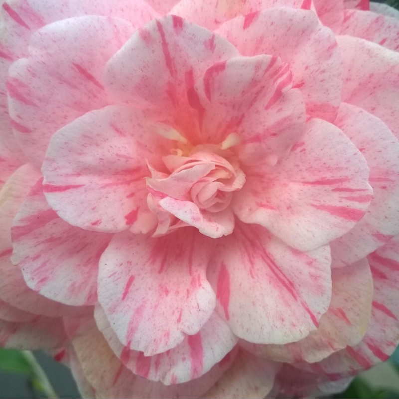 Camellia William Bartlett in the GardenTags plant encyclopedia