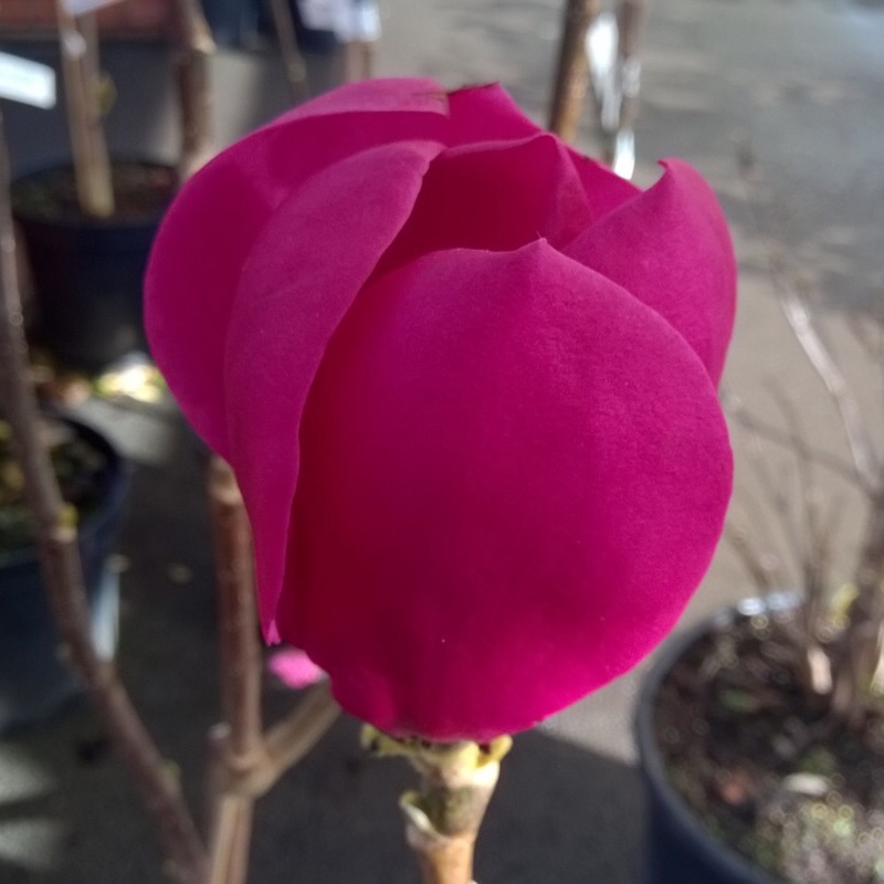 Magnolia Black Tulip in the GardenTags plant encyclopedia