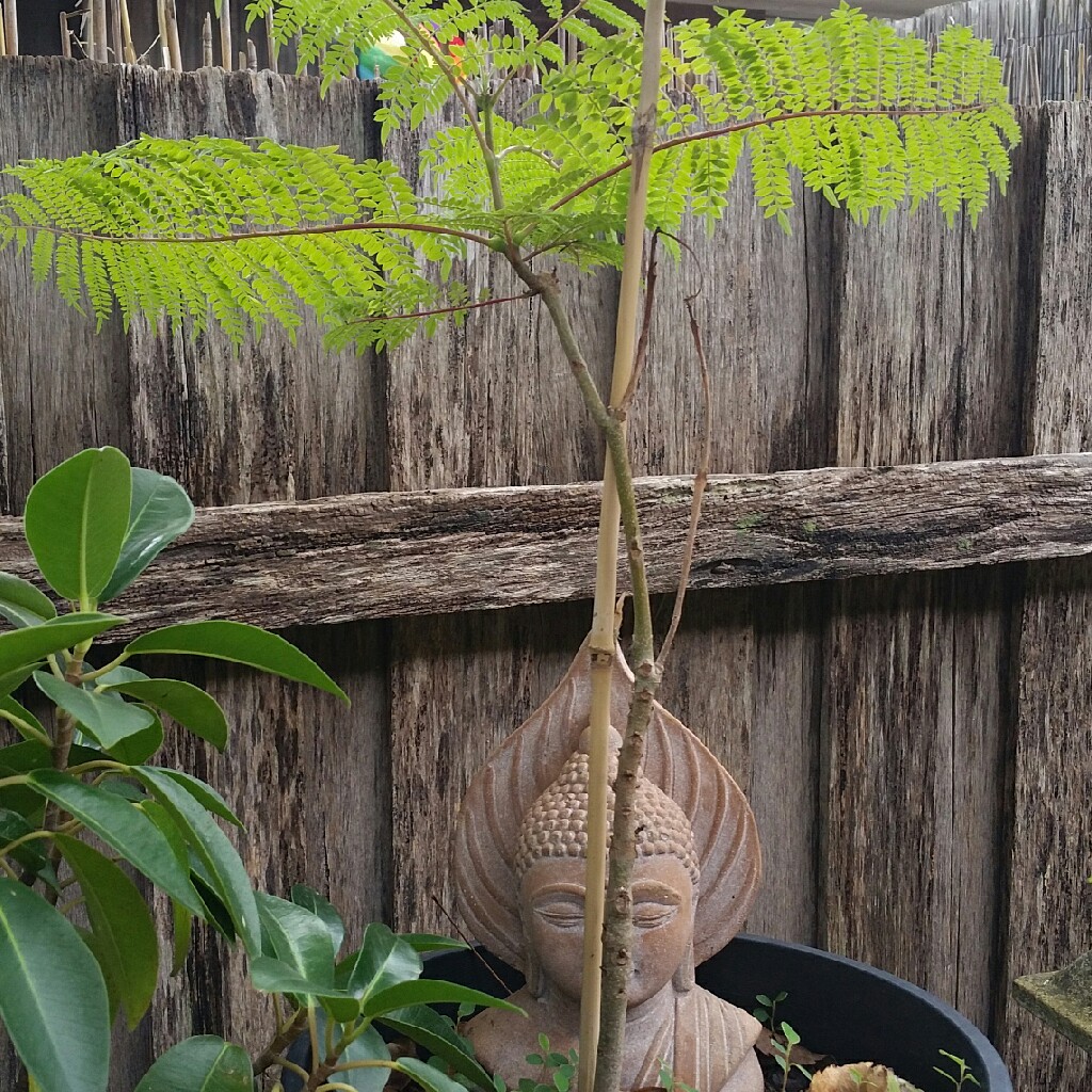 Blue Jacaranda in the GardenTags plant encyclopedia