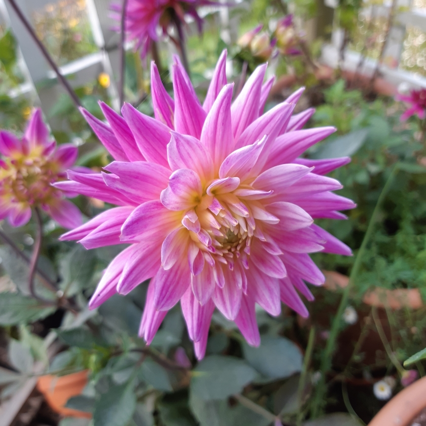 Dahlia Karma Pink Corona (Cactus) in the GardenTags plant encyclopedia