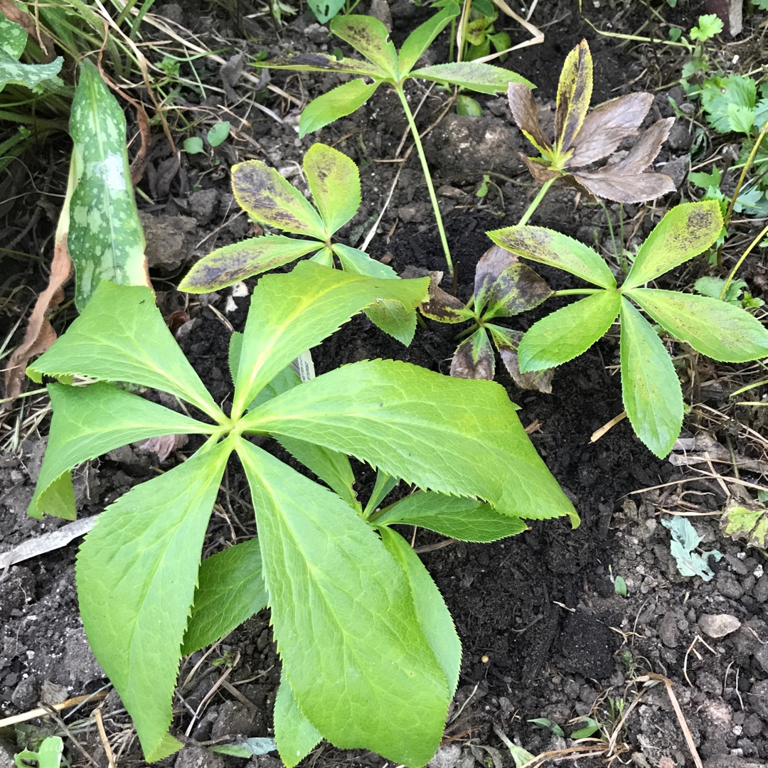 Hellebore True Love in the GardenTags plant encyclopedia