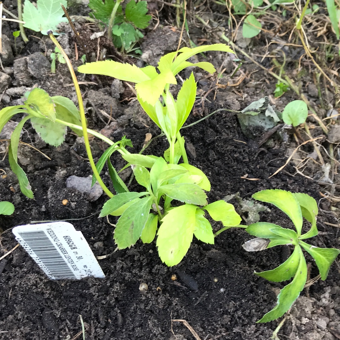 Hellebore Wedding Crasher in the GardenTags plant encyclopedia